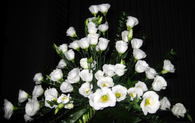 На поляне красивые цветы эустома (ирландская роза) 