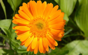 На поляне красивые цветы календула