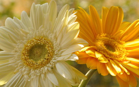 На поляне красивые цветы гербера