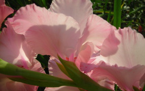 In a clearing beautiful flowers gladiolus