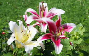 На поляне красивые цветы лилия