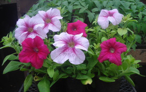 На поляне красивые цветы петуния