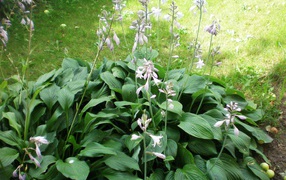 На поляне красивое растение хоста