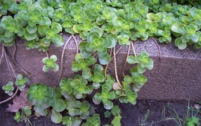 На поляне красивое растение седум