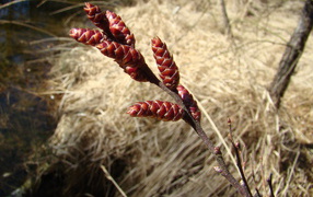 На поляне растение восковник