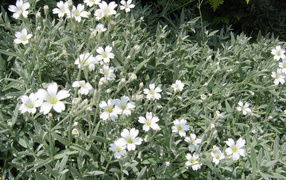 На поляне растение резуха