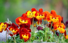 На поляне весенние цветы анютины глазки