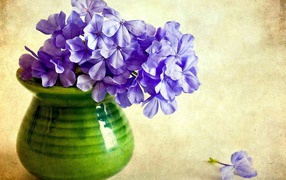 In a vase of beautiful flowers phlox