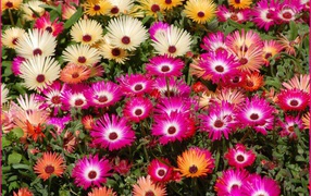 В лесу красивые цветы маргаритки