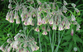 В лесу красивые цветы нектароскордум 