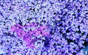 В лесу красивые цветы флокс