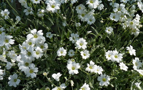 В лесу растение резуха