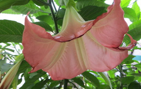 В саду красивые цветы бругмансия