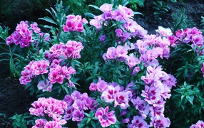 In the garden of beautiful flowers Clark (godetsiya)