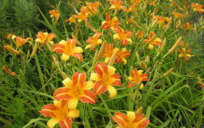 In the garden of beautiful flowers Daylily