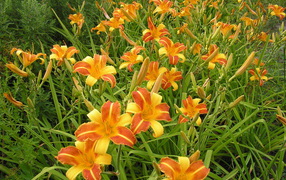 В саду красивые цветы лилейник