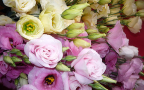 В саду красивые цветы эустома (ирландская роза) 