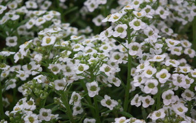 В саду красивые цветы алиссум