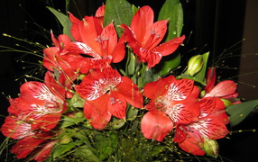 В саду красивые цветы альстремерия