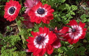 В саду красивые цветы анемона