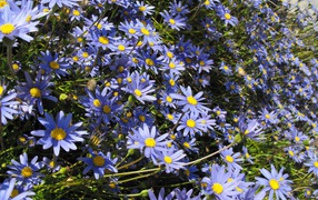 В саду красивые цветы астра