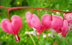 В саду красивые цветы дицентра