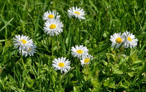 В саду красивые цветы маргаритки