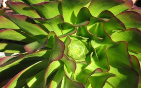 В саду красивые цветы эхеверия (эчеверия) 