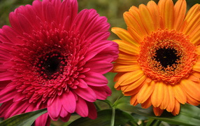 В саду красивые цветы гербера