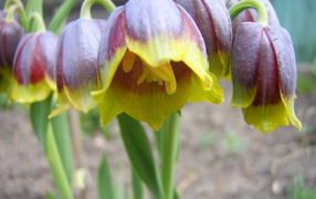 В саду красивые цветы нектароскордум 