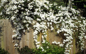 В саду красивые цветы клематис