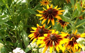 В саду красивые цветы рудбекия