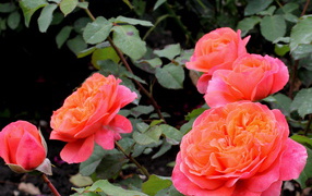 В саду красивые цветы кустарниковые розы