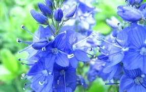 В саду красивые цветы вероника