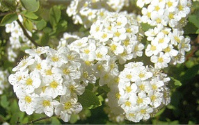 В саду красивые цветы спирея