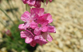 В саду красивые цветы армерия