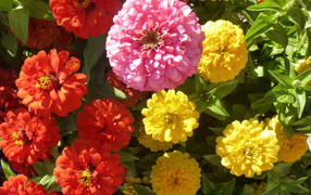 В саду красивые цветы цинния (циния)