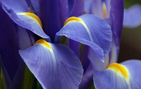 Iris flower close