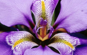 Лепестки цветка ириса