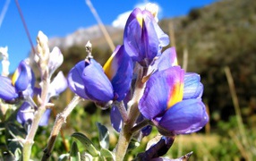 Ирисы на фоне скалы