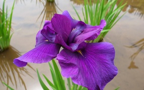Iris over water
