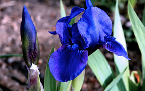 Ирисы в саду
