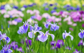 Irises in the meadow
