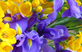 Irises of yellow flowers