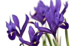 Ирисы на белом фоне