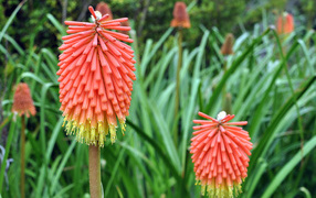 Садовые цветы кникофия на дачном участке