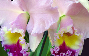 Light pink iris