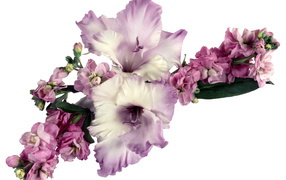 Lilac bouquet of gladioli