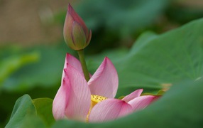 Бутон лилии