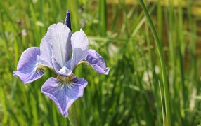 Lone iris flower